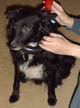 Jessie